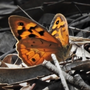 Heteronympha merope at Coree, ACT - 7 Nov 2021 01:36 PM