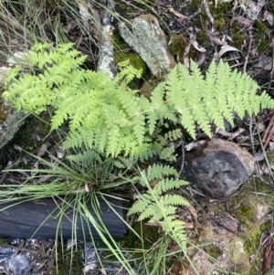 Histiopteris incisa at Campbell, ACT - 7 Nov 2021