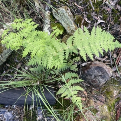 Histiopteris incisa (Bat's-Wing Fern) at Campbell, ACT - 7 Nov 2021 by Rebeccaryanactgov