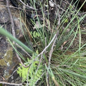 Histiopteris incisa at Campbell, ACT - 7 Nov 2021