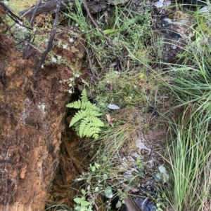 Histiopteris incisa at Campbell, ACT - 7 Nov 2021