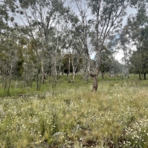 Leucochrysum albicans at Watson, ACT - 15 Oct 2021