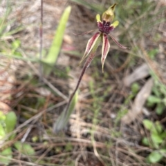 Caladenia actensis (Canberra Spider Orchid) at Hackett, ACT - 15 Oct 2021 by Rebeccaryanactgov