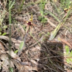 Caladenia actensis at suppressed - 15 Oct 2021