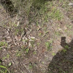 Caladenia actensis at suppressed - suppressed