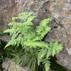 Histiopteris incisa (Bat's-Wing Fern) at Mount Ainslie - 24 Oct 2021 by Rebeccaryanactgov