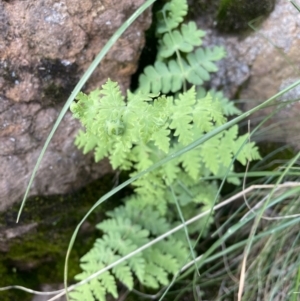 Histiopteris incisa at Campbell, ACT - suppressed