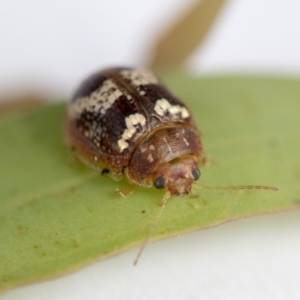 Paropsisterna sp. ("Ch11" of DeLittle 1979) at Hawker, ACT - 30 Oct 2021