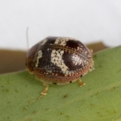 Paropsisterna sp. ("Ch11" of DeLittle 1979) at Hawker, ACT - 30 Oct 2021