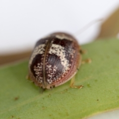 Paropsisterna sp. ("Ch11" of DeLittle 1979) at Hawker, ACT - 30 Oct 2021