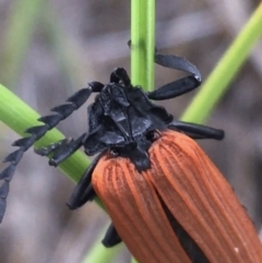 Porrostoma sp. (genus) (Lycid, Net-winged beetle) at Black Mountain - 6 Nov 2021 by Ned_Johnston