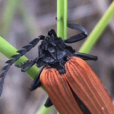 Porrostoma sp. (genus) (Lycid, Net-winged beetle) at Black Mountain - 6 Nov 2021 by Ned_Johnston