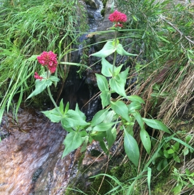 Centranthus ruber (Red Valerian, Kiss-me-quick, Jupiter's Beard) at Black Mountain - 6 Nov 2021 by Ned_Johnston