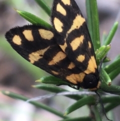 Asura lydia (Lydia Lichen Moth) at Molonglo Valley, ACT - 6 Nov 2021 by Ned_Johnston