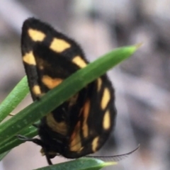 Asura lydia at Molonglo Valley, ACT - 6 Nov 2021