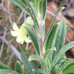 Billardiera scandens (Hairy Apple Berry) at Black Mountain - 6 Nov 2021 by Ned_Johnston