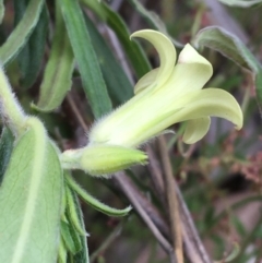 Billardiera scandens at Acton, ACT - 6 Nov 2021