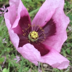 Papaver somniferum subsp. setigerum (Opium Poppy) at Lake George, NSW - 7 Nov 2021 by NedJohnston