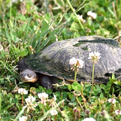 Chelodina longicollis (Eastern Long-necked Turtle) at Jerrabomberra Wetlands - 7 Nov 2021 by davidcunninghamwildlife