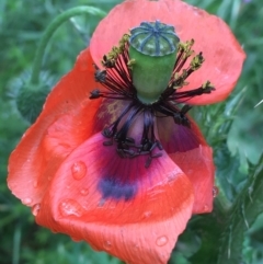 Papaver dubium (Longhead Poppy) at Lake George, NSW - 7 Nov 2021 by NedJohnston