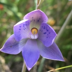 Thelymitra simulata (Graceful Sun-orchid) at Black Mountain - 7 Nov 2021 by Ned_Johnston