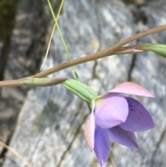 Thelymitra simulata at Acton, ACT - suppressed