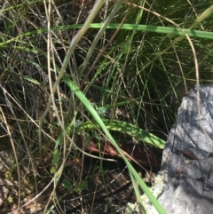 Thelymitra simulata at Acton, ACT - 7 Nov 2021