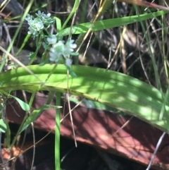 Thelymitra simulata at Acton, ACT - 7 Nov 2021