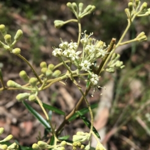 Astrotricha ledifolia at Acton, ACT - 7 Nov 2021 02:25 PM