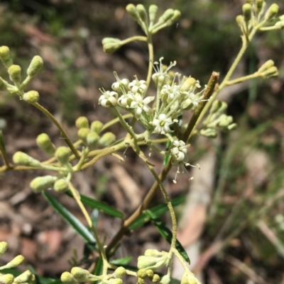 Astrotricha ledifolia (Common Star-hair) at Black Mountain - 7 Nov 2021 by Ned_Johnston