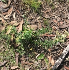 Astrotricha ledifolia at Acton, ACT - 7 Nov 2021 02:25 PM