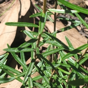 Astrotricha ledifolia at Acton, ACT - 7 Nov 2021