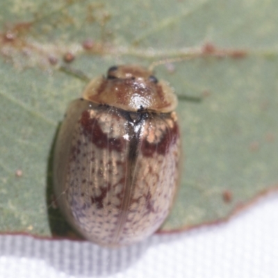 Paropsisterna laesa (Laesa leaf beetle) at Scullin, ACT - 13 Feb 2021 by AlisonMilton