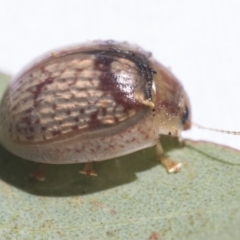 Paropsisterna laesa species complex at Scullin, ACT - 13 Feb 2021