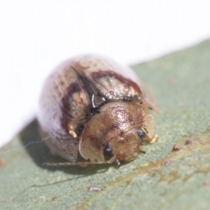 Paropsisterna laesa species complex at Scullin, ACT - 13 Feb 2021