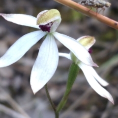 Caladenia cucullata (Lemon Caps) at Black Mountain - 7 Nov 2021 by Ned_Johnston