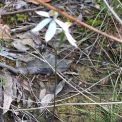 Caladenia cucullata at Point 38 - 7 Nov 2021