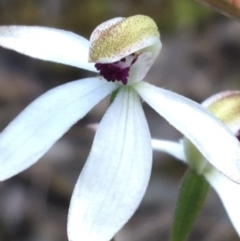 Caladenia cucullata at Point 38 - 7 Nov 2021