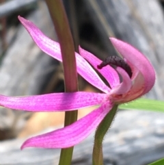 Caladenia congesta (Pink Caps) at Point 38 - 7 Nov 2021 by Ned_Johnston