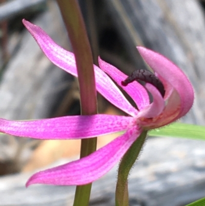 Caladenia congesta (Pink Caps) at Acton, ACT - 7 Nov 2021 by Ned_Johnston
