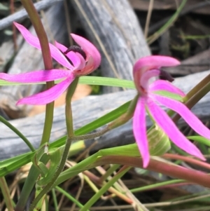 Caladenia congesta at Point 38 - suppressed