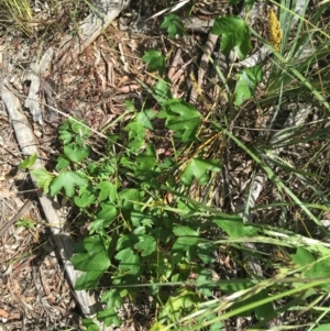 Passiflora cinnabarina at Acton, ACT - 7 Nov 2021 02:40 PM