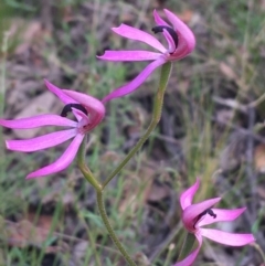 Caladenia congesta (Pink Caps) at Acton, ACT - 7 Nov 2021 by NedJohnston