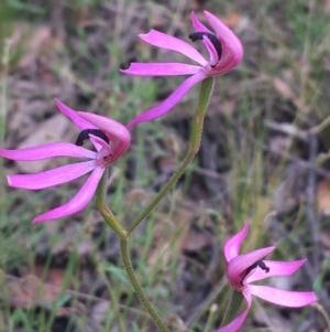 Caladenia congesta at Acton, ACT - suppressed