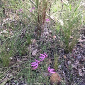 Caladenia congesta at Acton, ACT - 7 Nov 2021