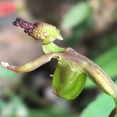 Caleana minor (Small Duck Orchid) at Black Mountain - 7 Nov 2021 by Ned_Johnston