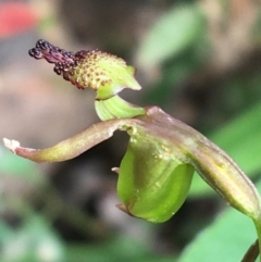 Caleana minor (Small Duck Orchid) at Molonglo Valley, ACT - 7 Nov 2021 by Ned_Johnston