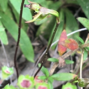 Caleana minor at Molonglo Valley, ACT - 7 Nov 2021