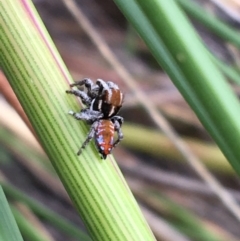 Maratus calcitrans (Kicking peacock spider) at Black Mountain - 7 Nov 2021 by Ned_Johnston