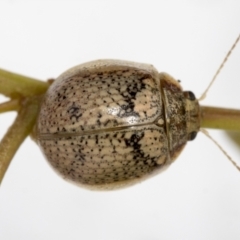 Paropsisterna laesa species complex (Laesa leaf beetle) at Hawker, ACT - 30 Oct 2021 by AlisonMilton